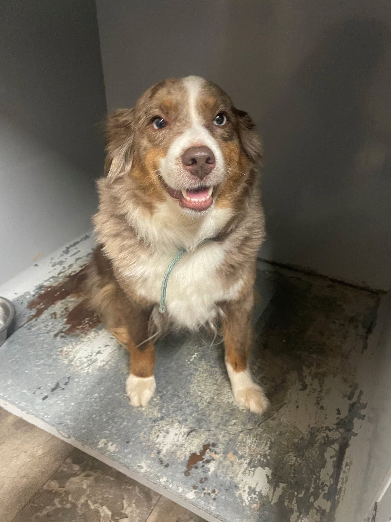 Red merle Australian shepherd grinning up from the clinic tub