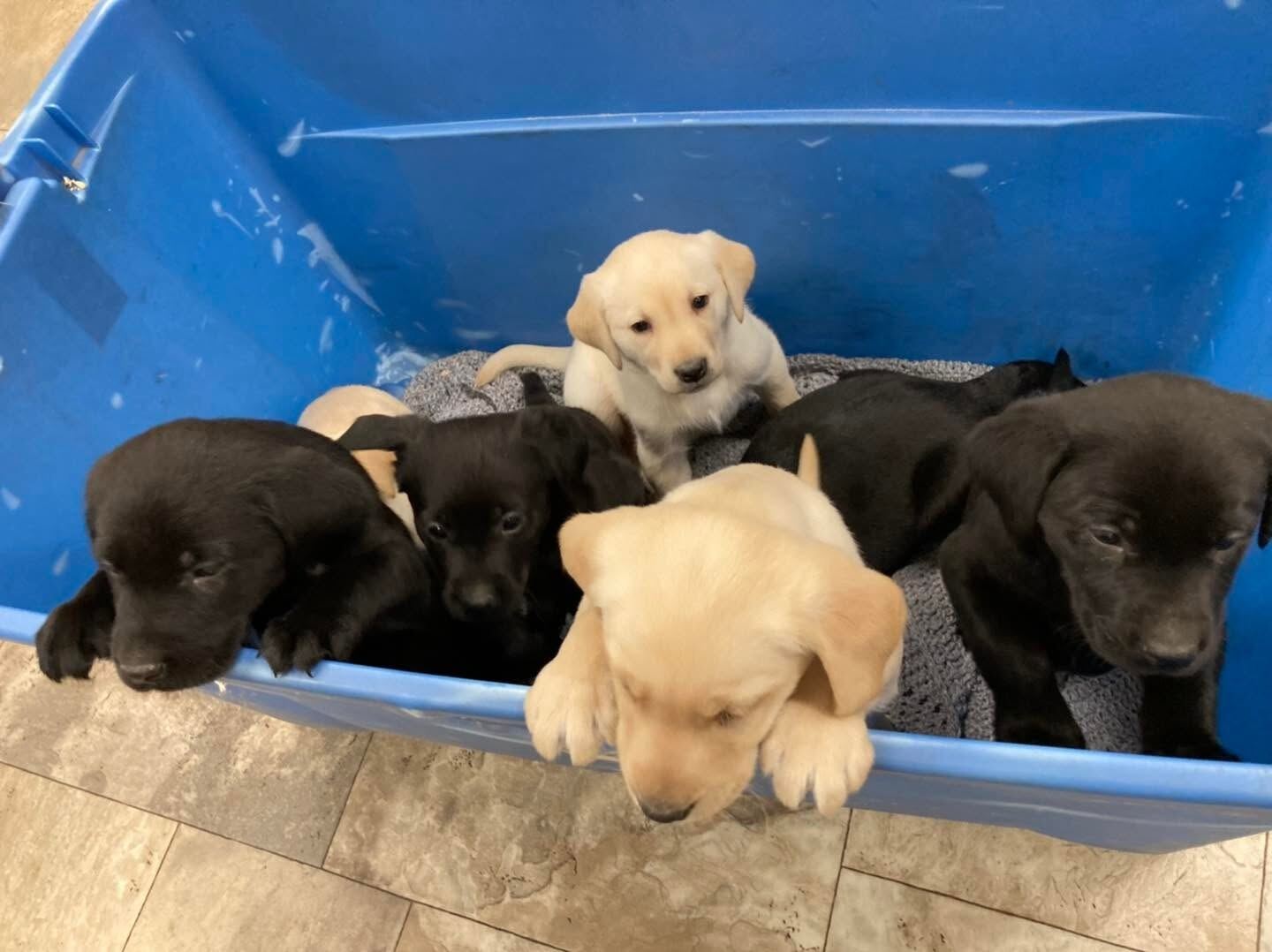 A litter of black and yellow Lab puppies piled in a blue tub on the clinic floor