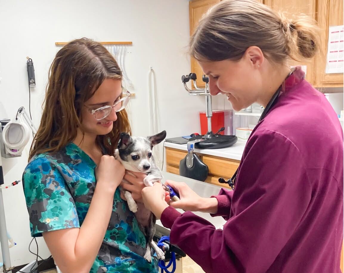 Two technicians trimming a chihuahua's nails on the exam table