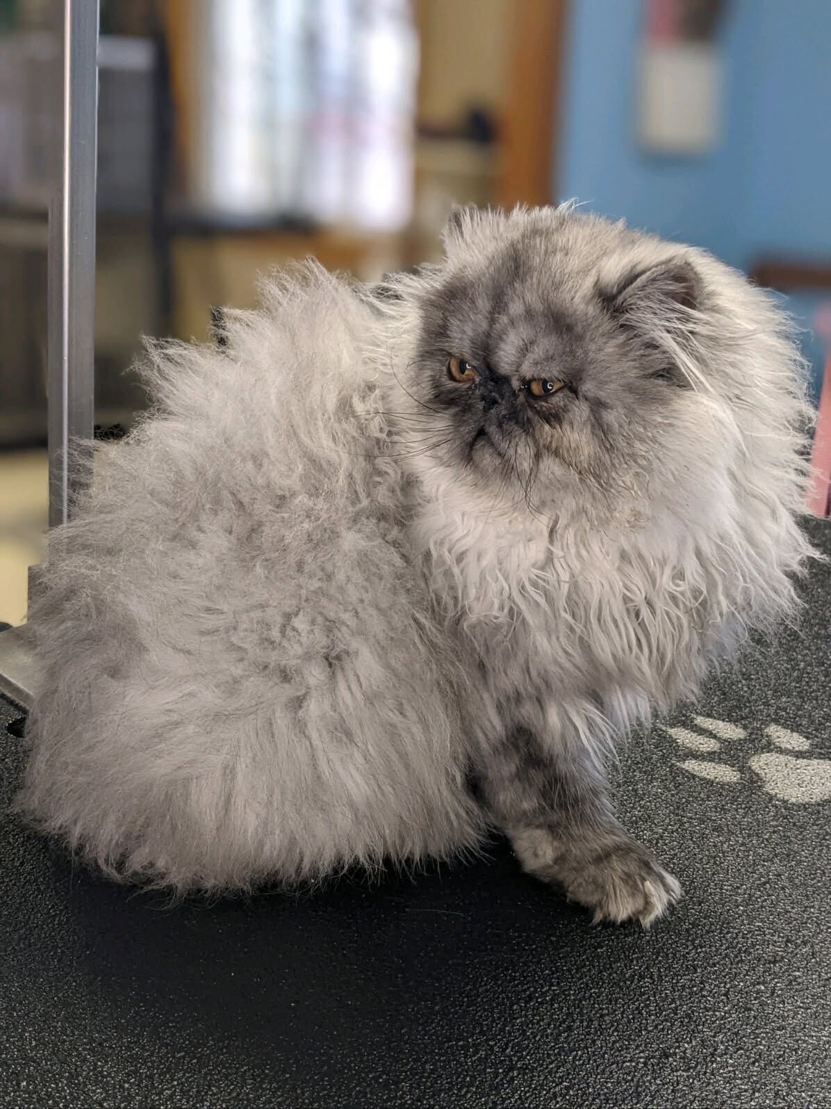 Blue smoke Persian cat on the grooming table