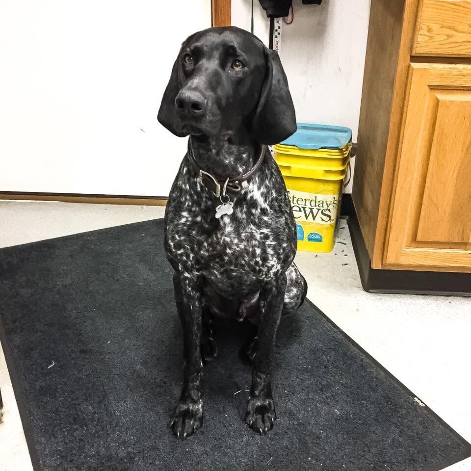 German shorthaired pointer sitting calmly on the clinic mat
