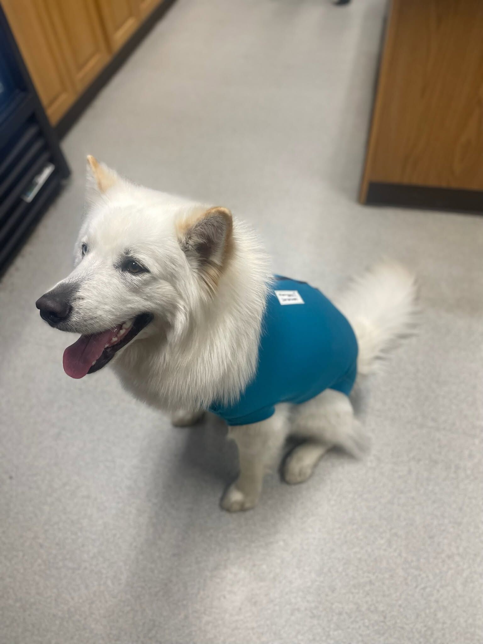 A happy dog in a teal recovery suit on the clinic floor after surgery
