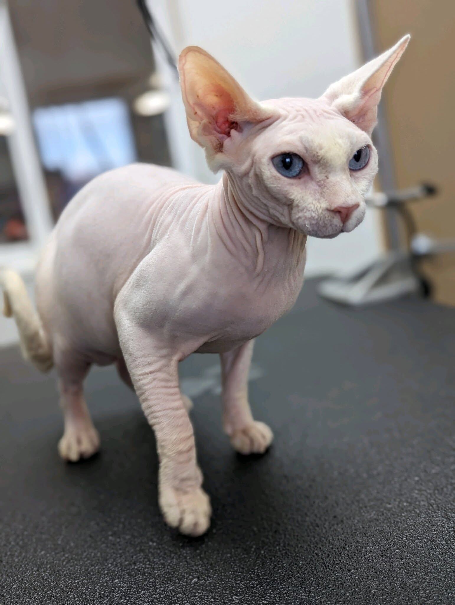 Sphynx cat standing on the grooming table