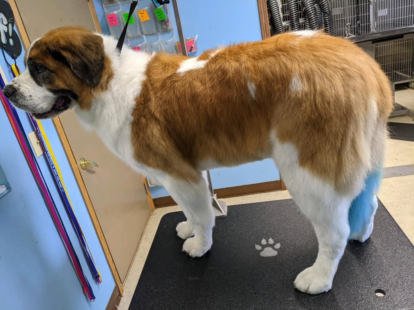 Saint Bernard standing on the grooming table after a full groom