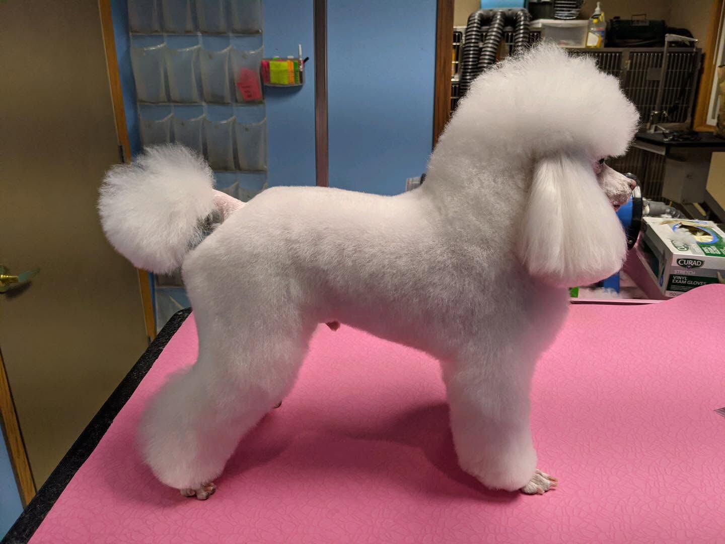 White toy poodle standing on a pink grooming table after a full groom