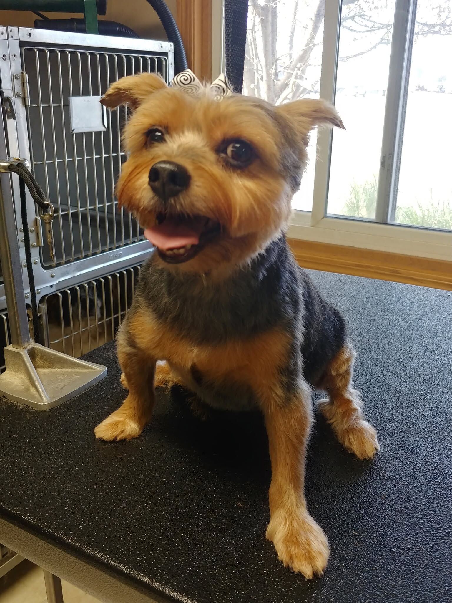 Yorkie with a fresh haircut, tongue out, in front of the kennels
